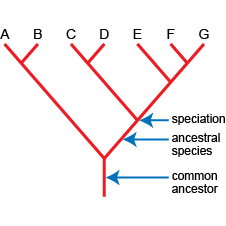 how does a phylogenetic tree show extinction